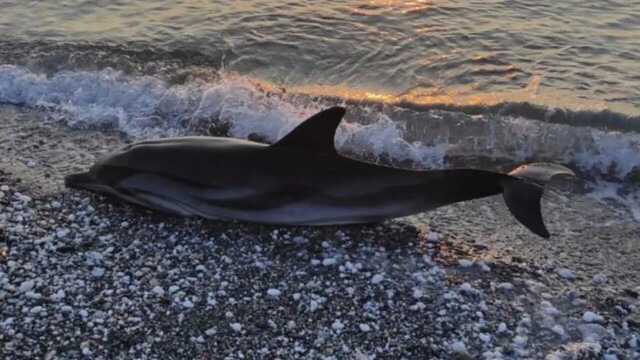 Δελφίνι ξεβράστηκε νεκρό στην παραλία της Βελίκας στη Λάρισα